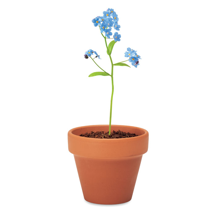 FORGET ME NOT - Terracotta-Topf Vergissmeinnicht