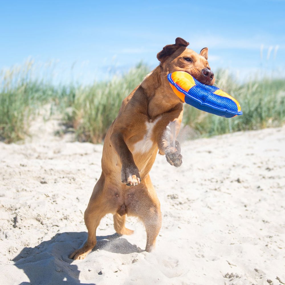 Hundespielzeug Flying Disc, gelb/blau, S