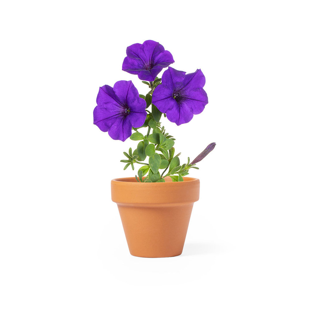 Blumentopf Soltax