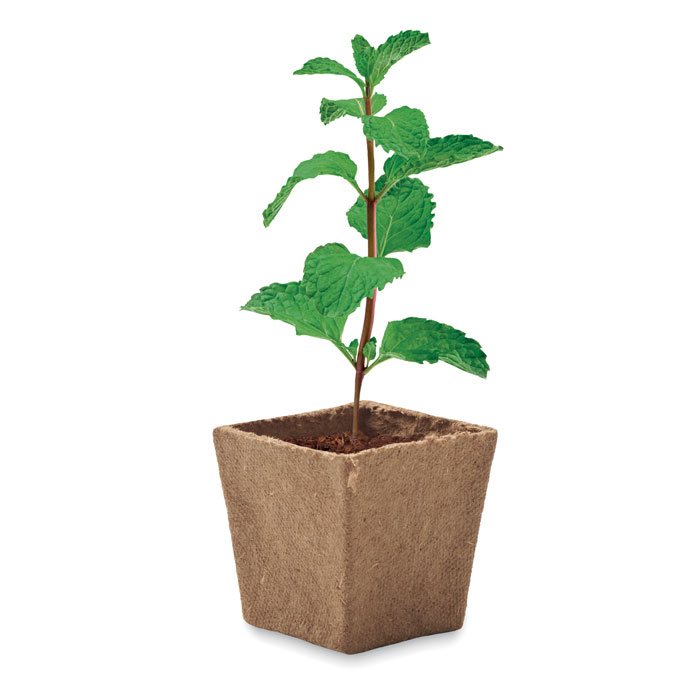 MINT KIT - Pflanz-Set Minze